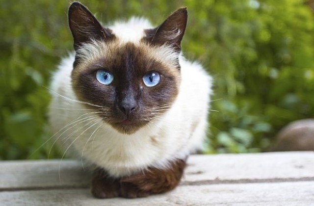 Сиамска котка оцеля повече от седмица в колет (СНИМКИ)