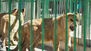Изпратиха едното лъвче в любовна квартира в зоопарка в Ловеч
