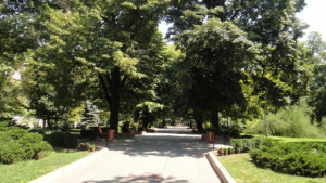 Предстои премахването на изгнилите и болни дървета в община Свищов