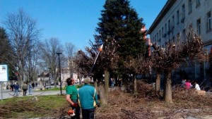 Оформят кълбовидните дървета н центъра на Плевен