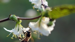Българи спасяват пчелите с умни кошери