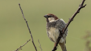 В Дебелец поставят къщички за птици