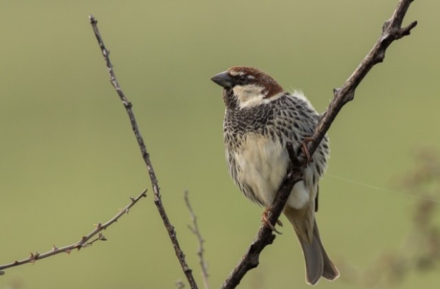 В Дебелец поставят къщички за птици