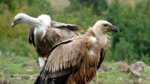 Откриват волиера за едри грабливи птици