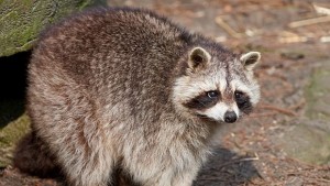 Найумните животни на планетата