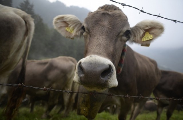 Откриха нерегистрирани говеда в животновъден обект