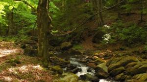 Подобри гората в Седмицата на гората