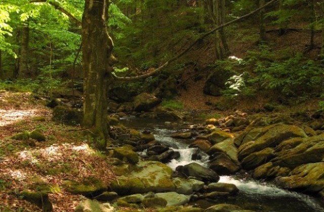 Подобри гората в Седмицата на гората