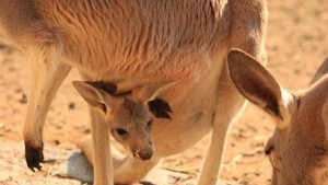 Бебе кенгуру се подаде от торбата на майка си в