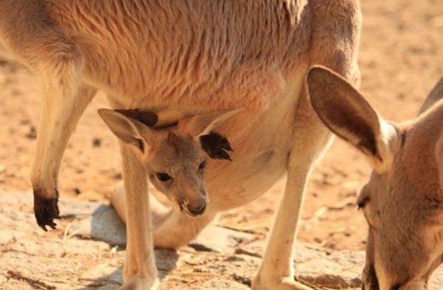 Бебе кенгуру се подаде от торбата на майка си в столичния зоопарк (СНИМКИ)
