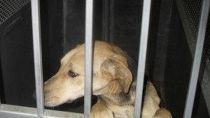 Протест и във Варна срещу насилието над животни в приютите