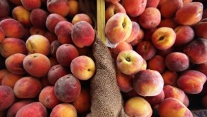 Праскови и кайсии измръзнали ще внасяме от Гърция