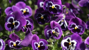 Времето на 3 април Температурите се понижават