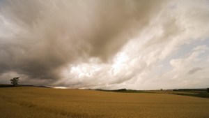 Учени търсят древни гени за да е житото поустойчиво на