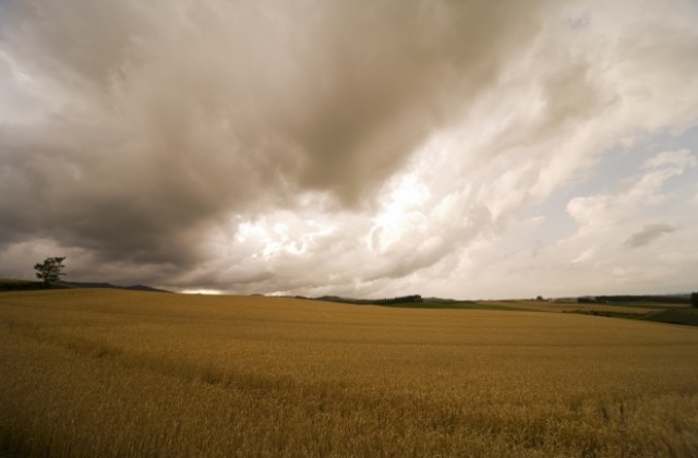 Учени търсят древни гени, за да е житото по-устойчиво на промените в климата