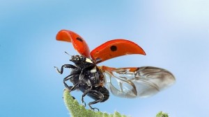 Учени алармират за инвазия на калинки по света