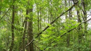 Започва седмицата на гората