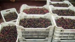 Общината преговаря с търговските вериги за изкупуване на череши за