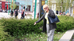 Откраднаха магнолията пред Съдебната палата