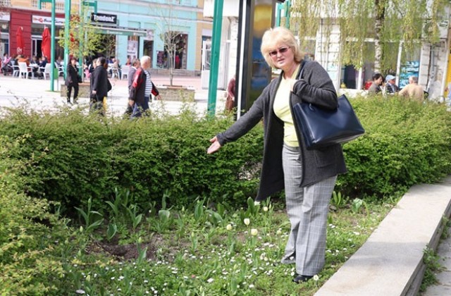 Откраднаха магнолията пред Съдебната палата