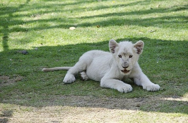 Три бели лъвчета се родиха във френски зоопарк (СНИМКИ/ВИДЕО)