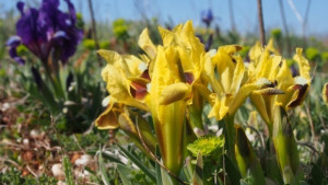 Температурите във Варна остават с над 10 пониски