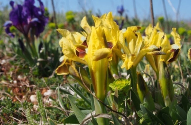 Температурите във Варна остават с над 10° по-ниски