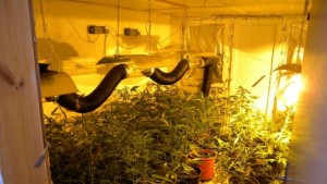 Разкриха лаборатория за канабис