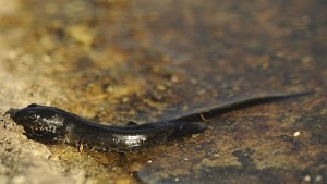 Тритонът регенерира опашката и крайниците си