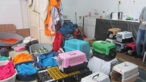 Над 200 домашни и дворни кучета и котки са кастрирани