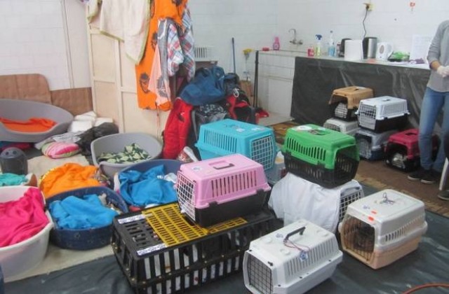 Над 200 домашни и дворни кучета и котки са кастрирани в община Сливен