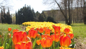 Море от лалета в Ботаническата градина на Варна СНИМКИ