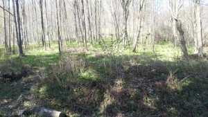 Държавата ще изкупува малки гори от частни стопани