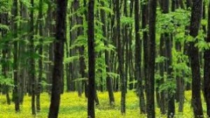 2100 хектара гора край Крушари стават уникален демонстрационен учебен обект