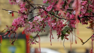 Топло следобед с валежи над Западна България