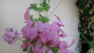 Топло време с променлива облачност