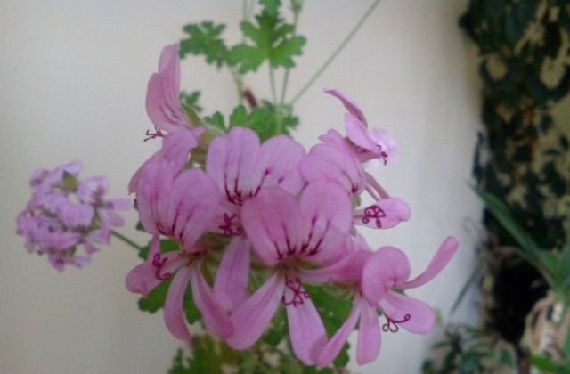 Топло време с променлива облачност