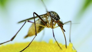 Учени създадоха евтин и ефикасен капан за комари