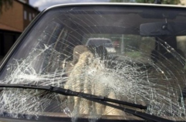 Бясна дряновка троши стъкло на автомобил