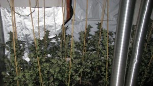 Граничари и полицаи разкриха наркооранжерия в Горно Тишаново