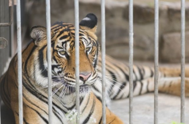 Тигър в зоопарк нападна пияна и агресивна тийнейджърка