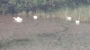 Лебеди се заселиха край Върбица