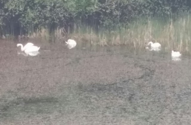 Лебеди се заселиха край Върбица