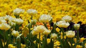 До 5 000 лв от местната хазна за облагородяване на