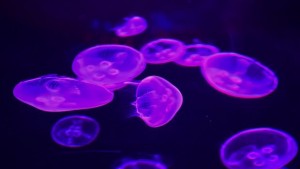 Медуза крие тайната на вечния живот