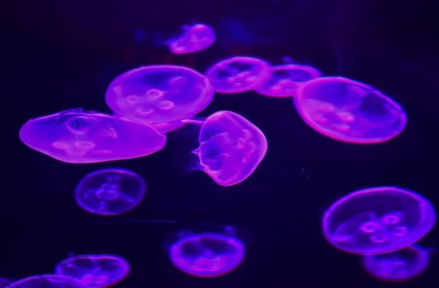 Медуза крие тайната на вечния живот