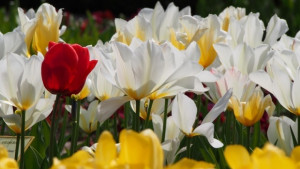 Времето на 13 април Слънчево до обяд облачно на места