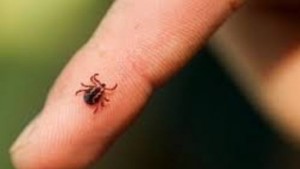 Пръскат тревните площи срещу кърлежи и бълхи