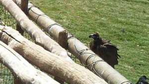 За първи път от десетилетия черен лешояд във Врачанския Балкан