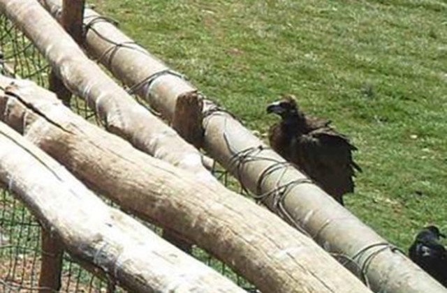 За първи път от десетилетия: черен лешояд във Врачанския Балкан (СНИМКА)